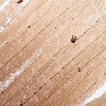 Metalic Bronze